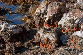 Anemone tide out 1 rm